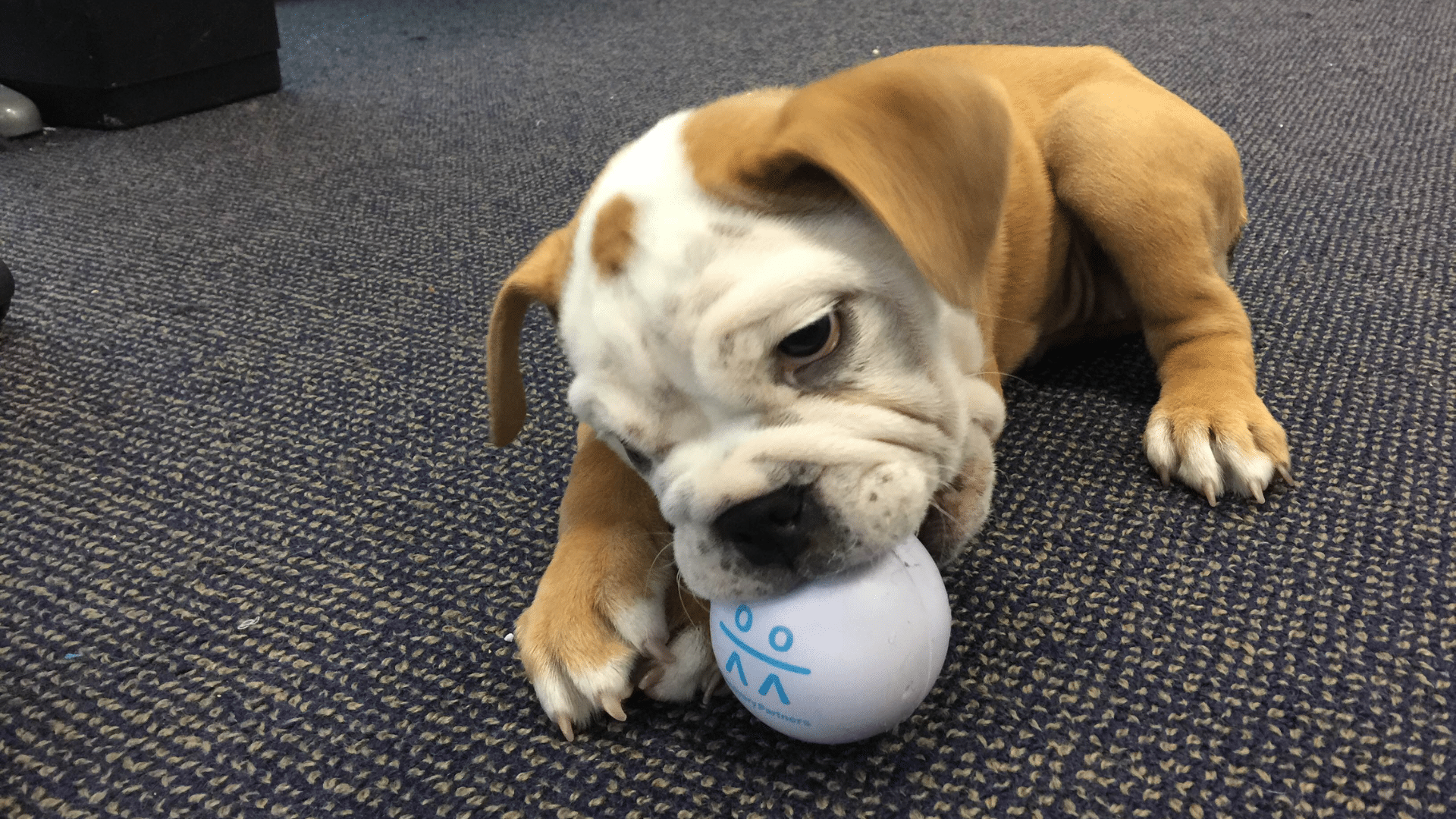 RP bulldog chews RP ball